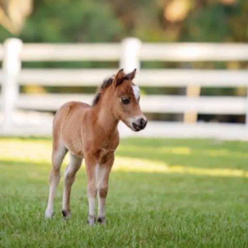 Ava the miniature horse