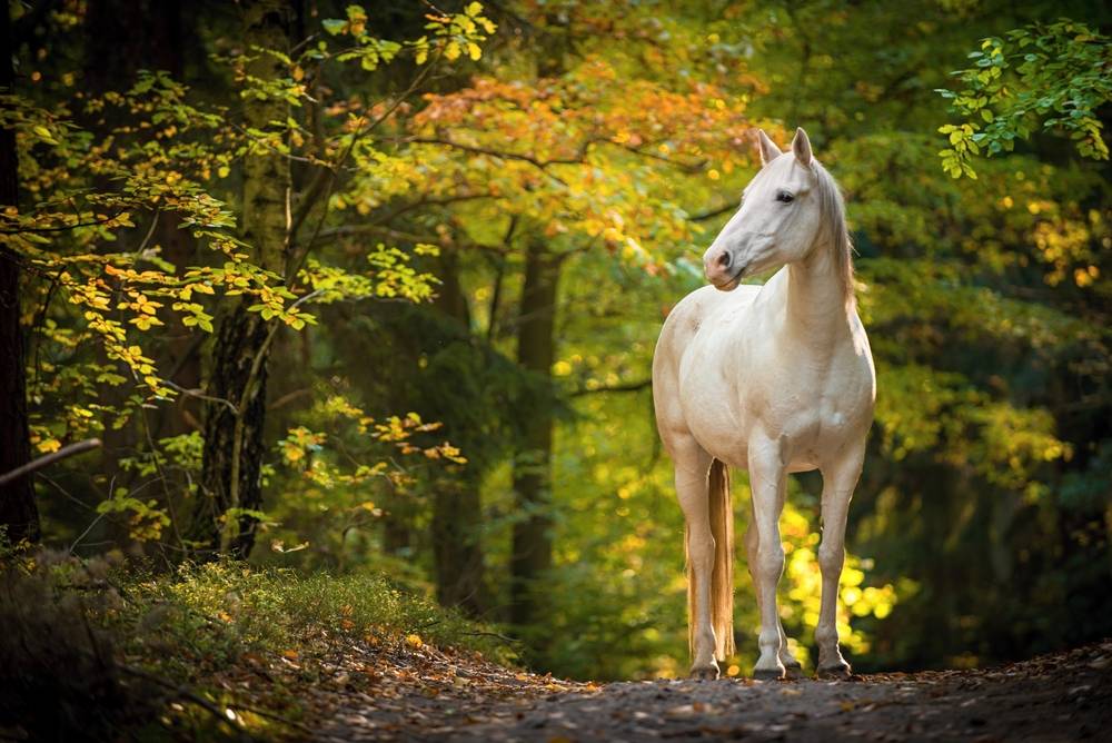 white horse stands in the forest