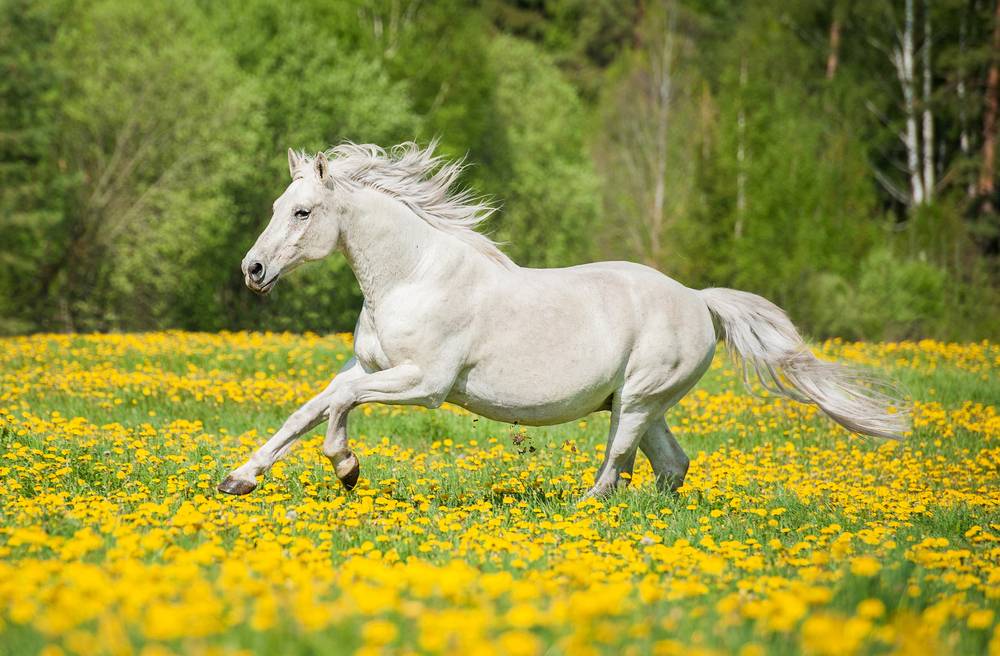 graceful white horse running in the meadow