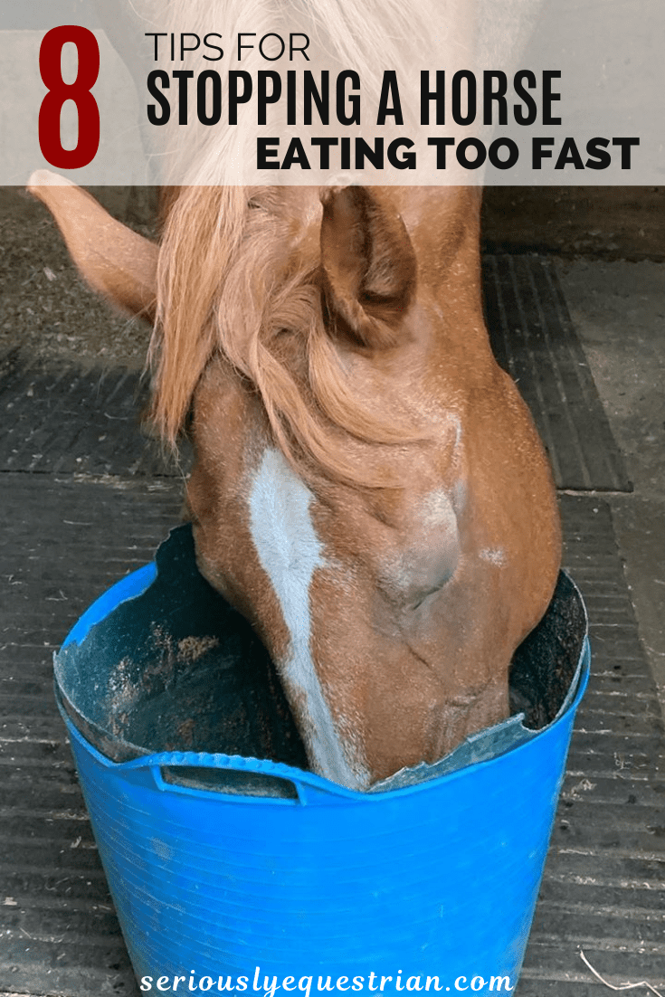 1685761195 81 8 tips to prevent a horse from eating too quickly | saltcreektexas