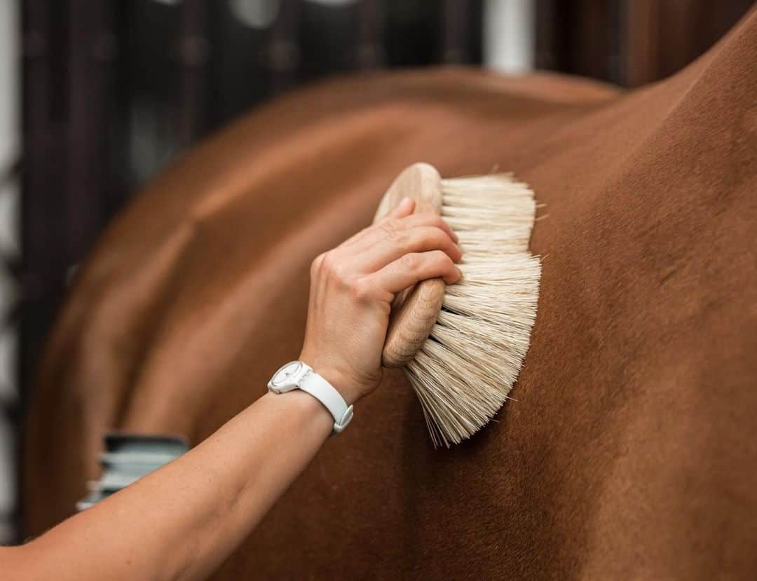 8 tips for brushing a horse (who doesn’t want to be brushed)