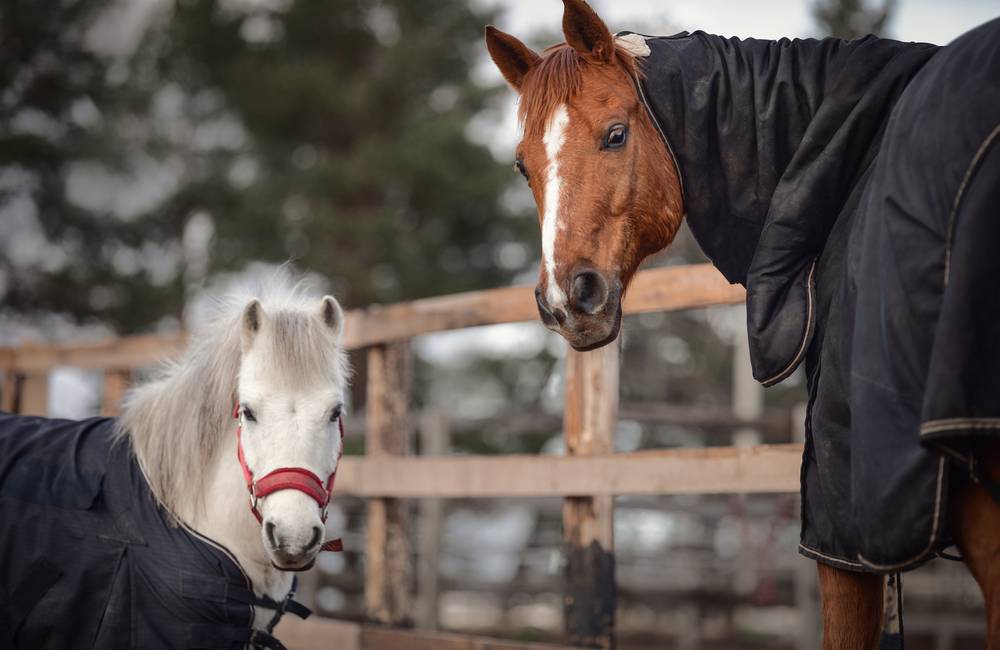 When should you put a mat on a horse?  • Horsezz