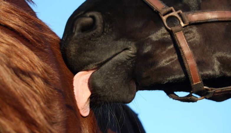 How Do Horses Mate • Horsezz | saltcreektexas