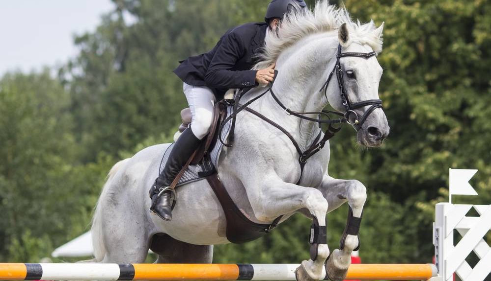 Is Horse Riding a Sport • Horsezz | saltcreektexas